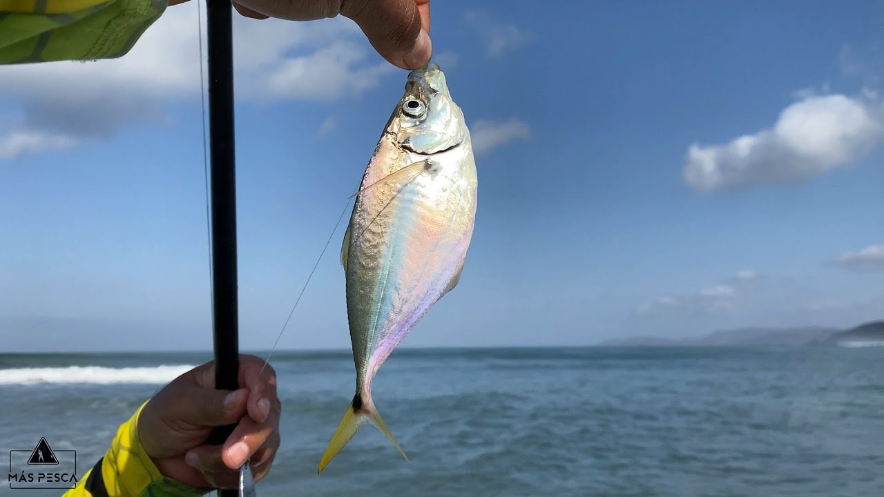 EL MEJOR SEÑUELO PARA PESCA DE PLAYA / Pesca con Sabiki / Ixtapa Zihuatanejo