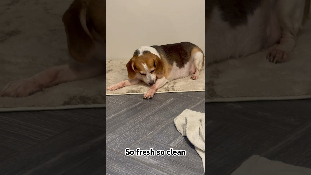 That fresh outta the shower feeling. Who else&rsquo;s dog does this?