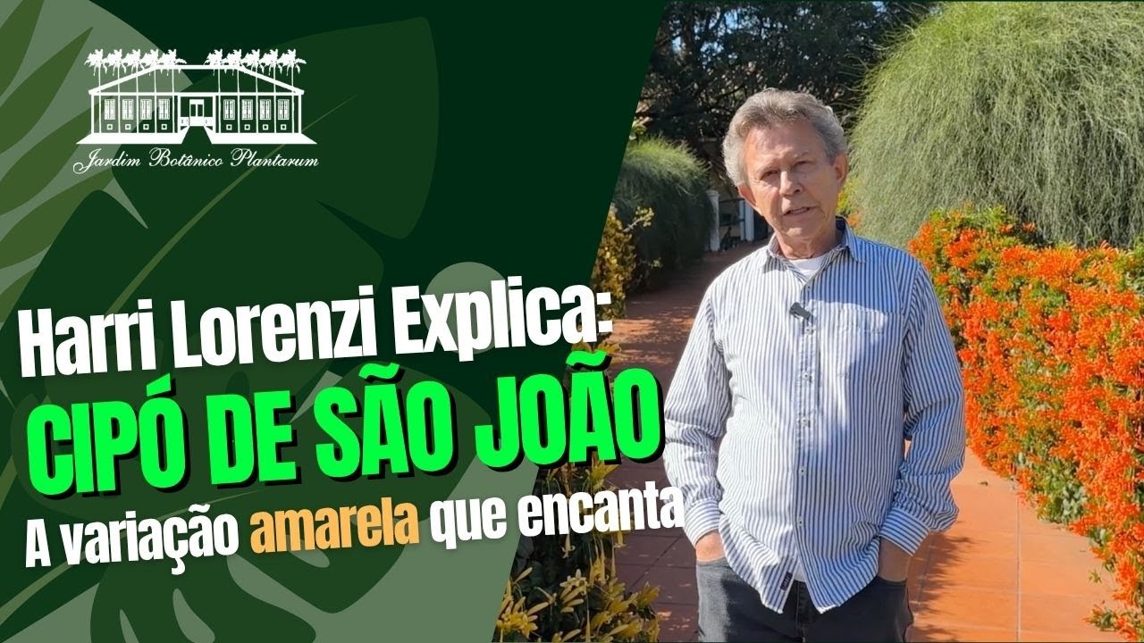 Cipó de São João (Pyrostegia venusta) | Por Harri Lorenzi | Jardim Botânico Plantarum