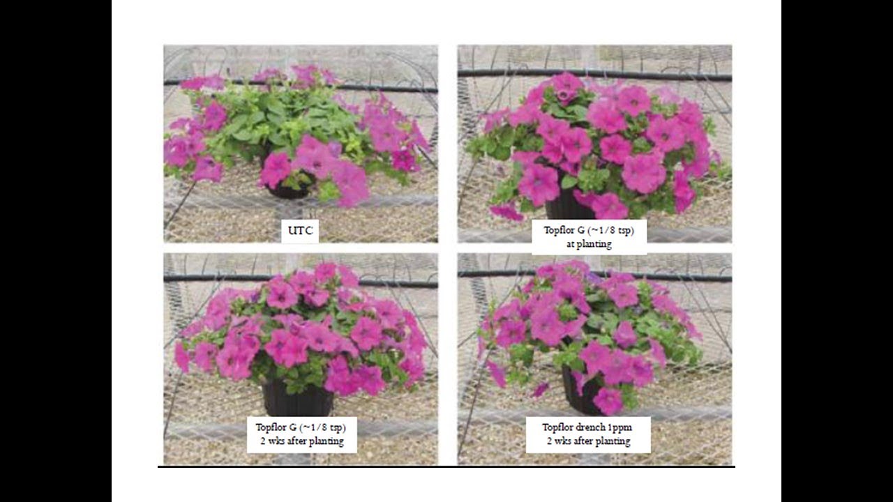 2021 UConn Bedding Plant Meeting: Effective Use of Plant Growth Regulators