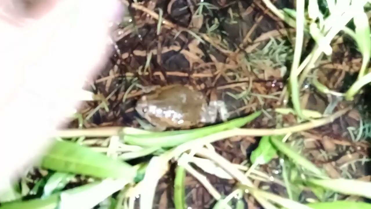 Frog catching at night in the rice field. 