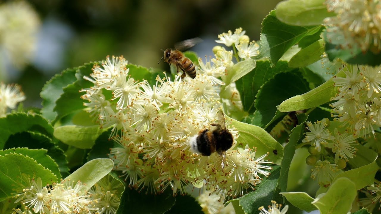 Die Honig Ernte 2018/Урожай меда 2018 г./The honey harvest 2018/La r&eacute;colte du miel 2018/