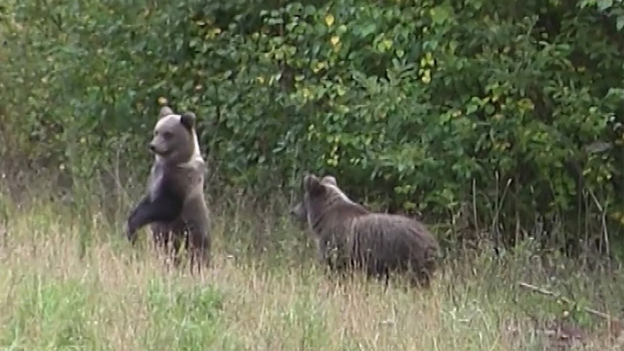 Охота на медведя и кабана на овсах