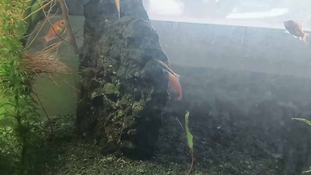 Day 6: No water change challenge