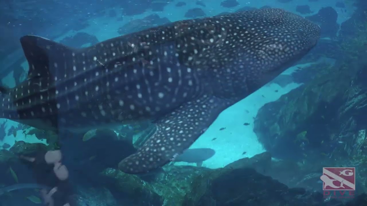 Swimming with Whale Sharks at the Georgia Aquarium
