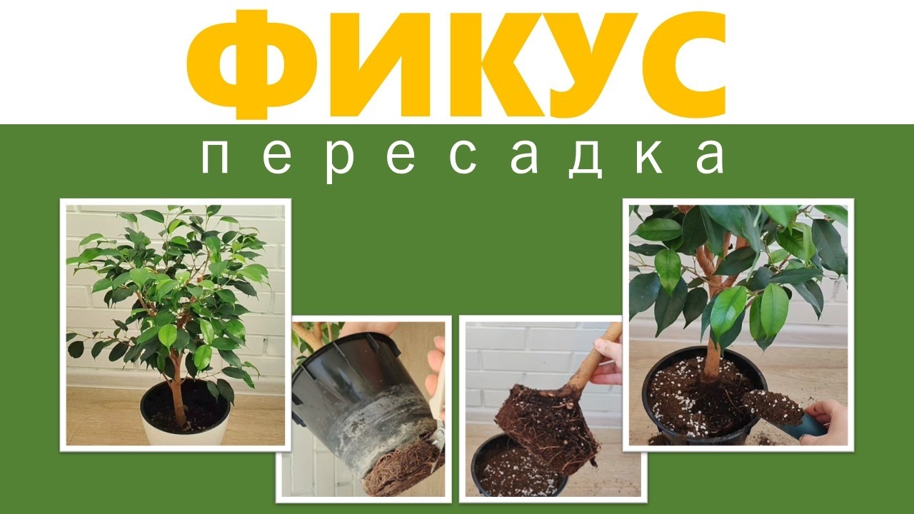 ФИКУС Бенждамина: Пересадка. Можно ли обрезать корни?