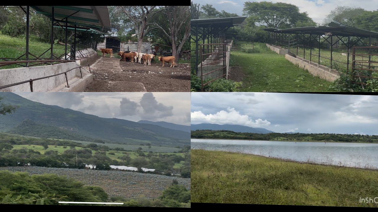 RANCHO DE 300 HEC. EN VENTA. GANADERO, AGAVERO Y FRUTAL.