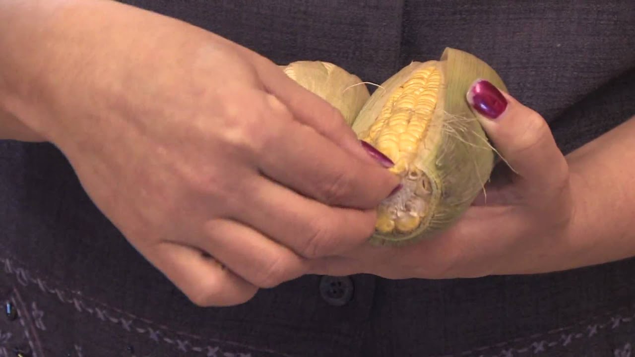 Gardening Lessons : How to Harvest & Store Corn