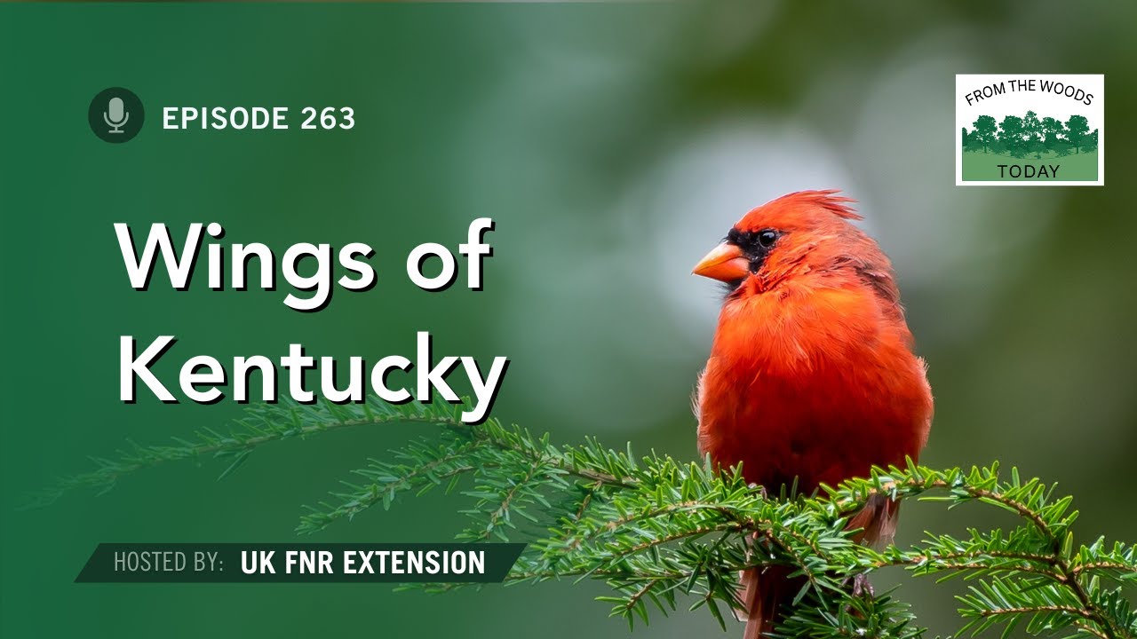 Wings of Kentucky - From the Woods Today - Episode 263