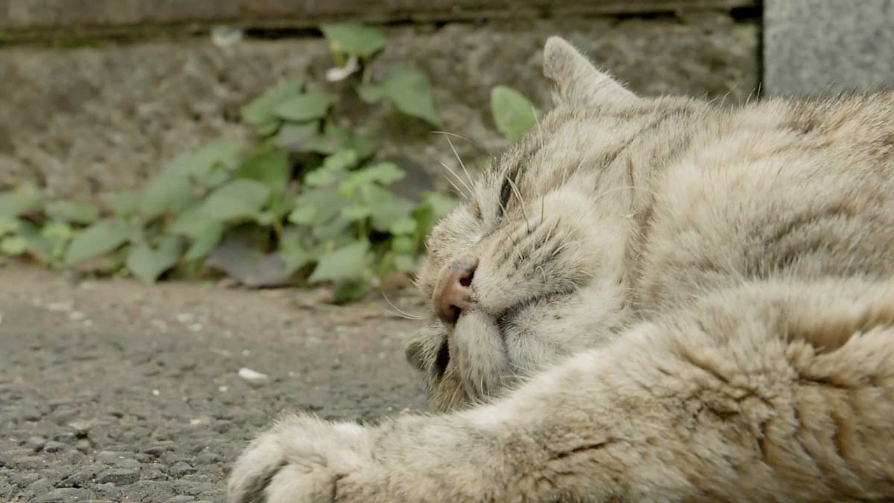 ノラ猫はいつまでなでてほしいのか#1