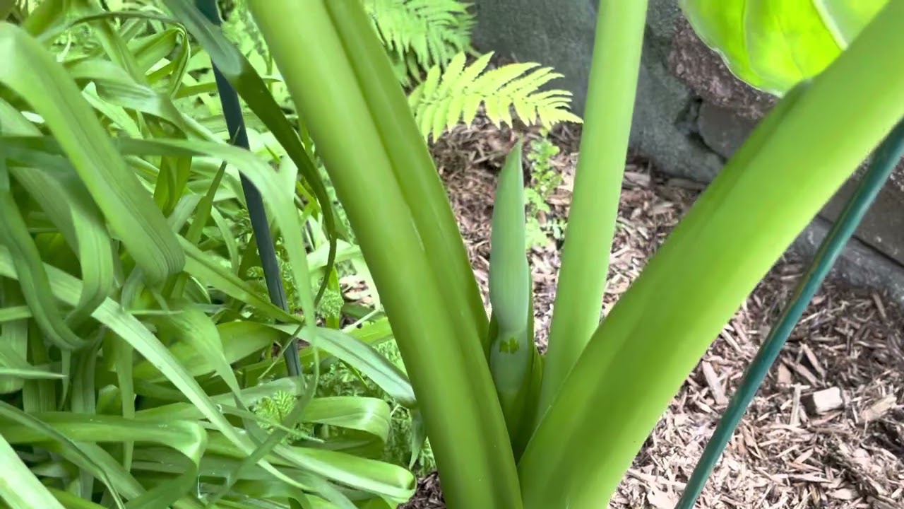 Alocasia  (partie 3)