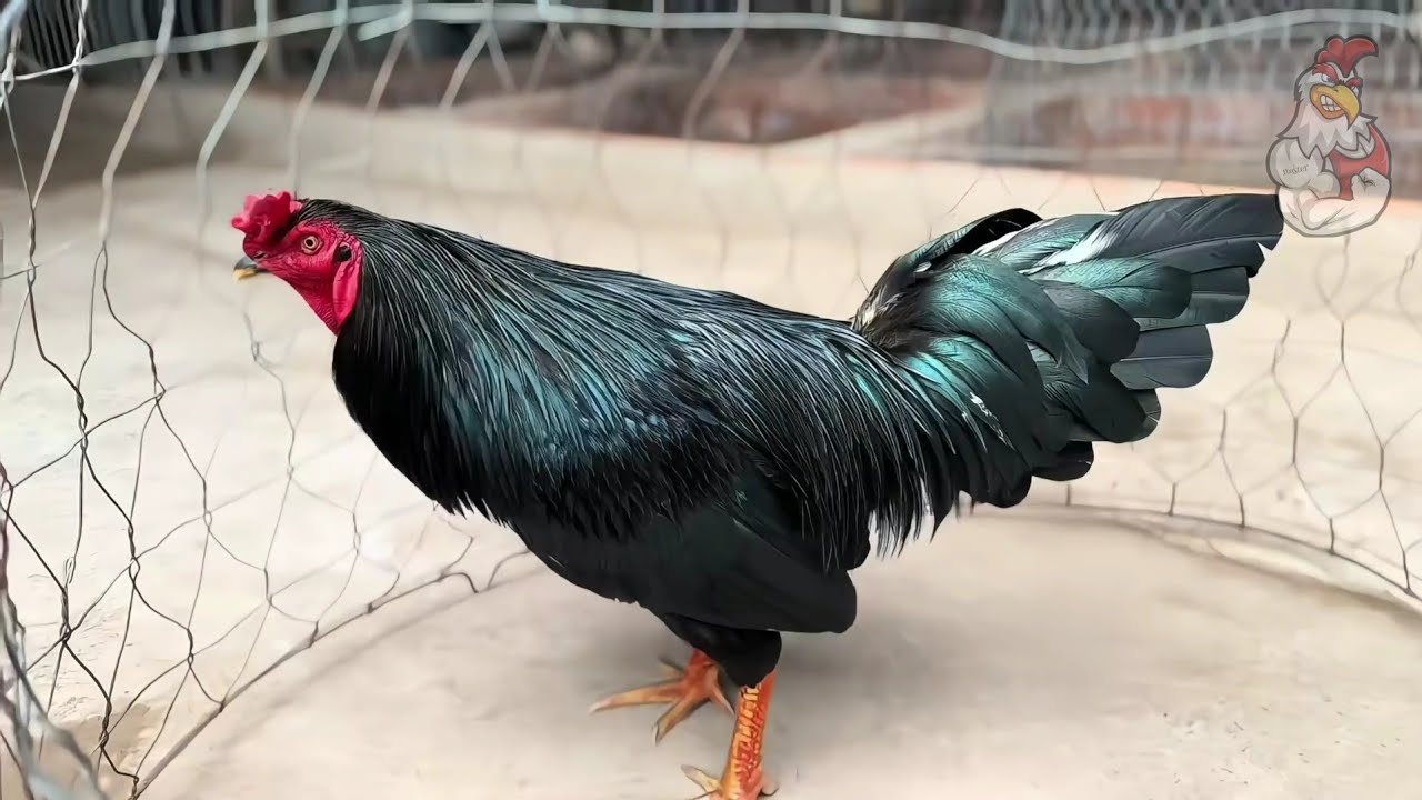 Top 1 most beautiful chicken in the last 14 hours