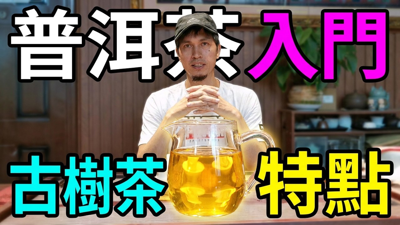 #中樂號  普洱茶入門知識，古樹茶，大樹茶，老樹茶到底有什麼分別？如何找到自己喜歡的普洱茶？