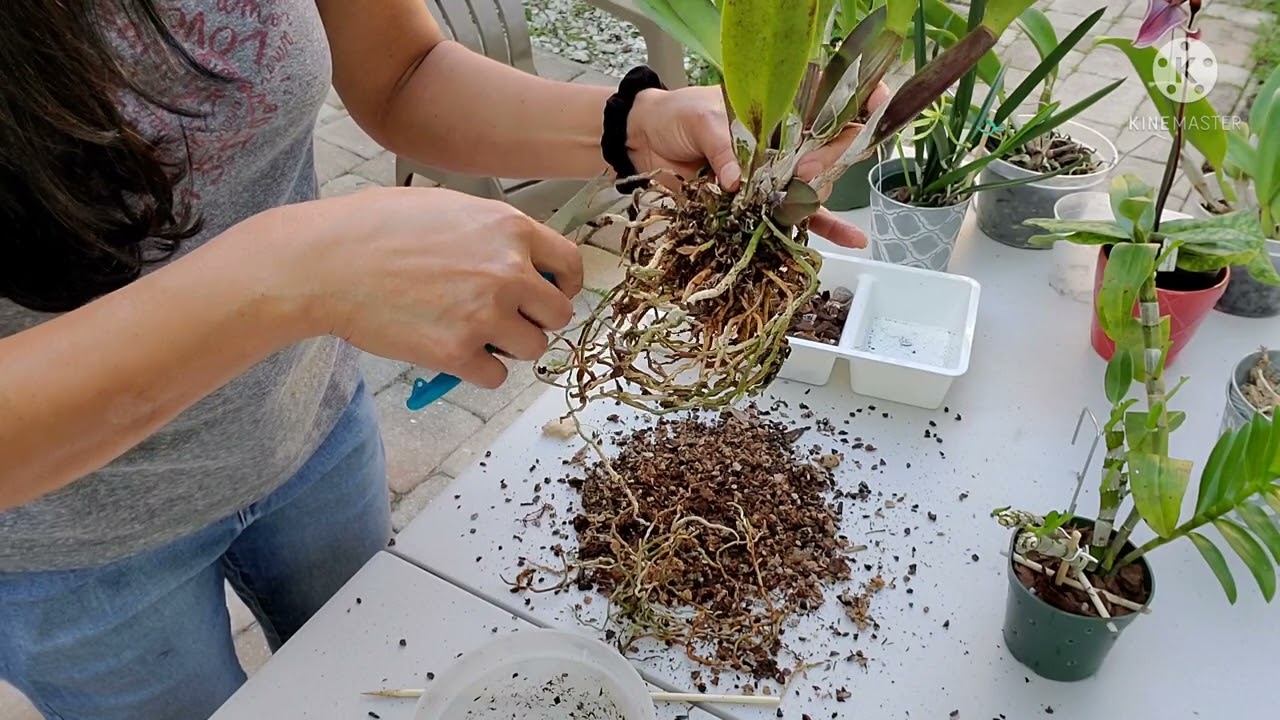 COMO TRASPLANTAR UNA CATALEYA