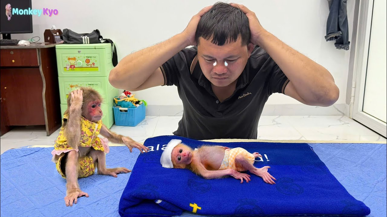 Baby monkey BuNa won’t eat or drink milk 🍼 Dad is heartbroken — What about Kyo?