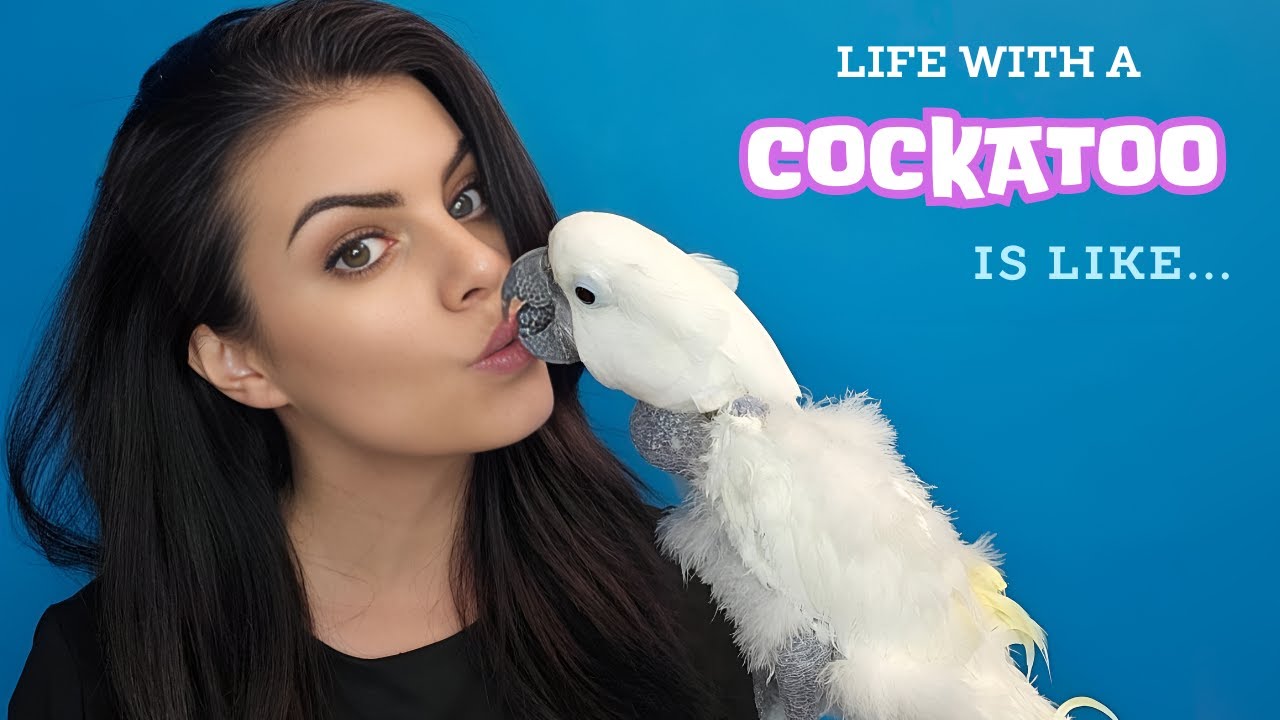Meet My Umbrella Cockatoo & Get To Know Jersey | #cockatoo #parrot #engagednotcaged