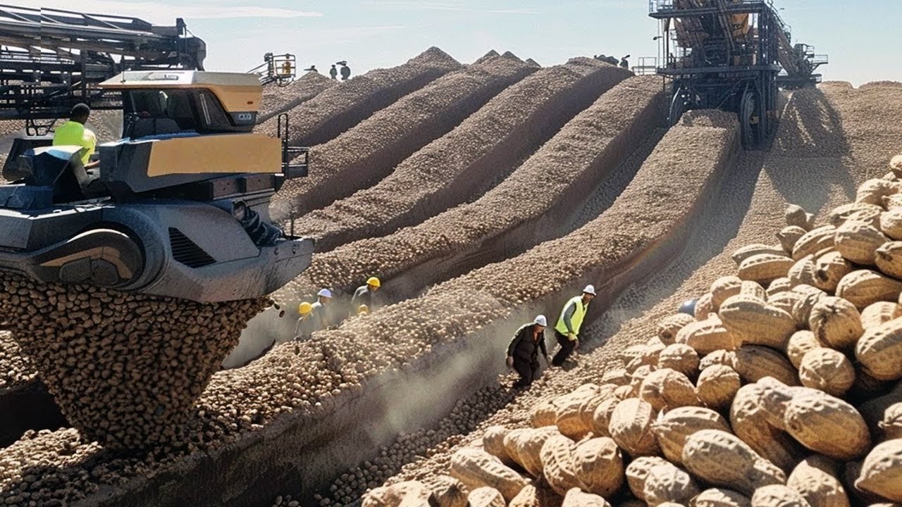 COMO se COSECHAN MILLONES de TONELADAS de CACAHUETES para HACER deliciosa MANTEQUILLA de MANÍ