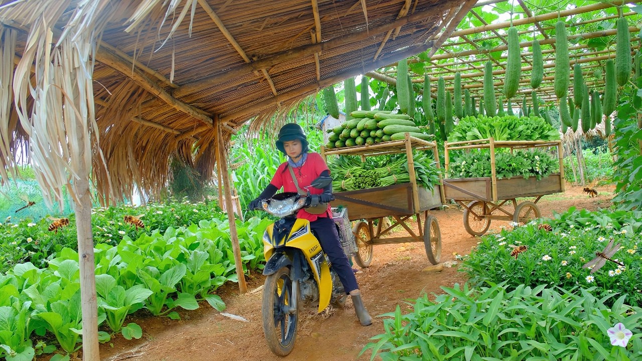 Harvest A Truckload Of Luffa, Mustard Greens To Sell At The Market–Care For Trellis Climbing Plants