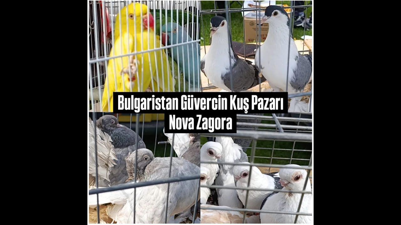 Bulgaristan Kuş Güvercin Pazarı Nova Zagora | Fiyatlar Nasıl ?
