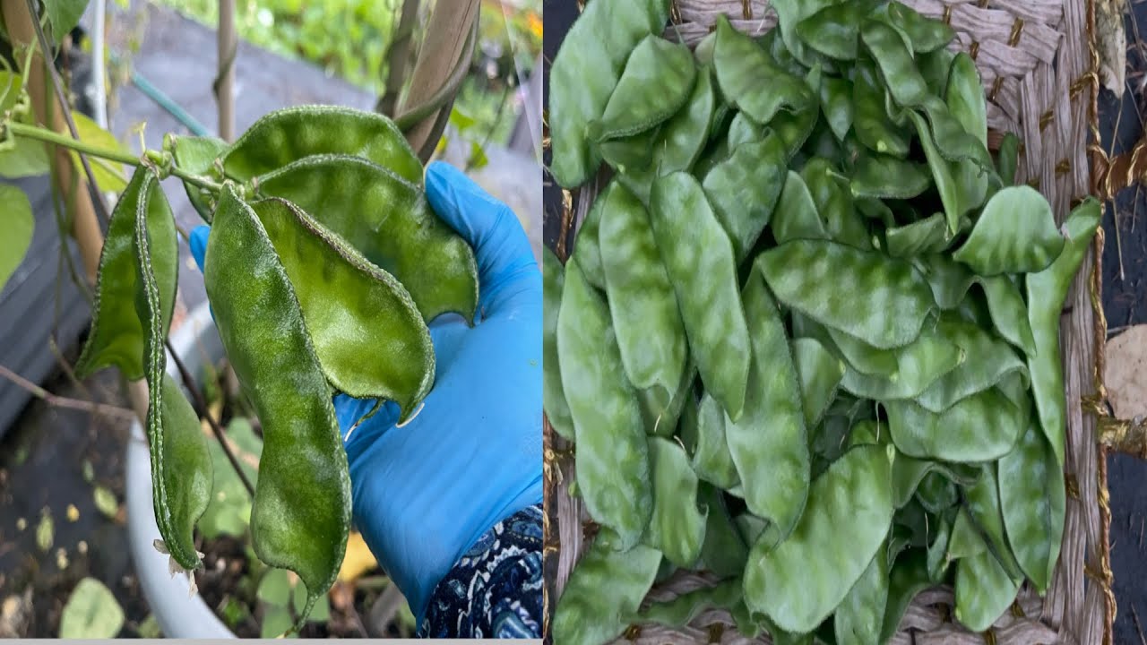 Harvesting hyacinth beans বাংলাদেশি উরি তোলি বাগান থেকে