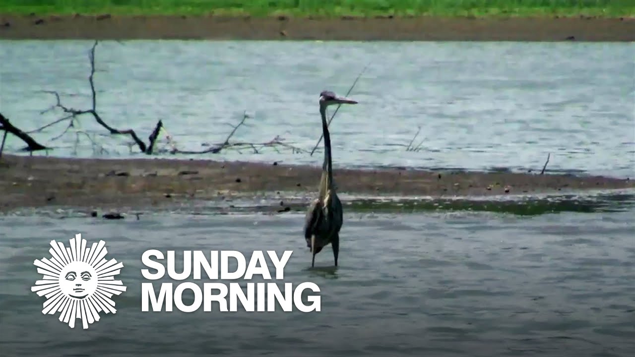 Nature: Arkansas wildlife
