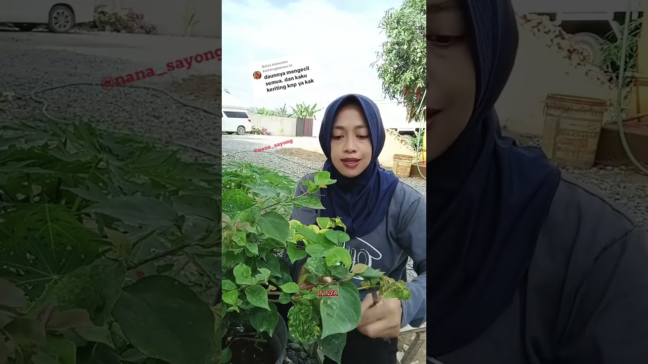 DAUN BOUGENVILLE KERITING @nanasayong 