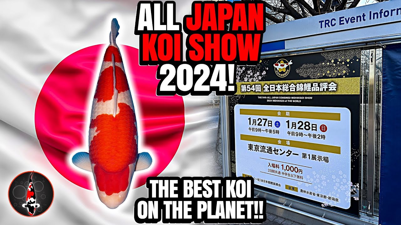 ALL JAPAN KOI SHOW 2024!! THE BEST KOI ON THE PLANET!!!