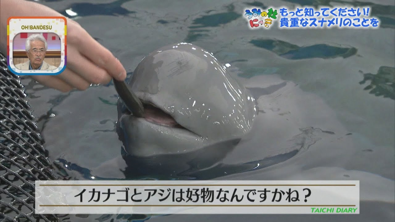 【うみの杜にっき】やんちゃボーイ・スナメリを もっと知って仲良くなりたい！