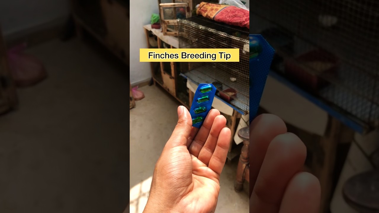 Day 06 | Finches Breeding Tip | Finches Breeding Formula #short #shorts #youtubeshorts #finch #viral