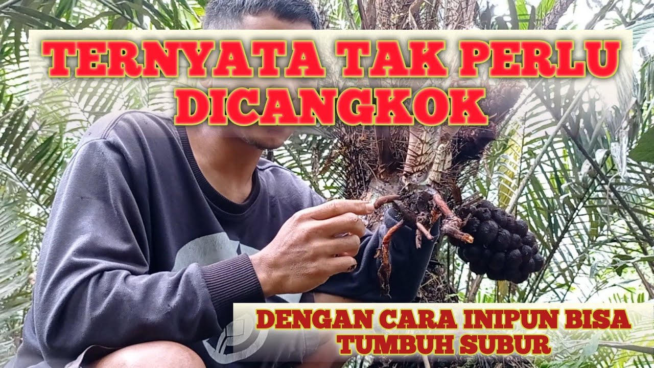 Budidaya Salak Pondoh || cara mengembangkan bibit salak pondoh