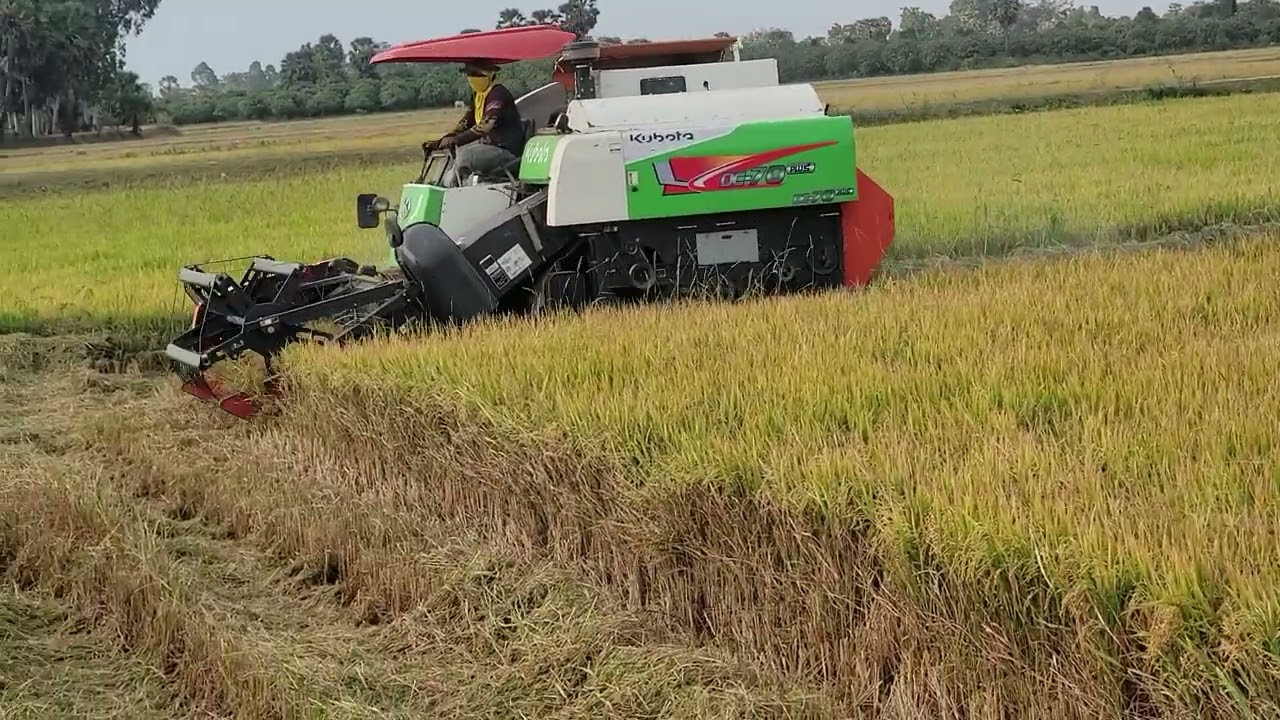 kubotaDC70pro harvest#viralvideo #farming #daily #views #views_viral_video_subscribers_grow 