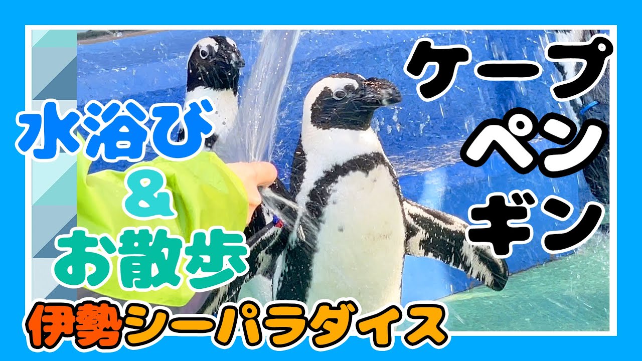 【4K】ペンギン② ケープペンギン 水浴び・お散歩 タイム！【伊勢シーパラダイス】かわいい姿 2024.11.19【水族館・動物園動画】【三重県・関西】Japan Aquarium Penguins