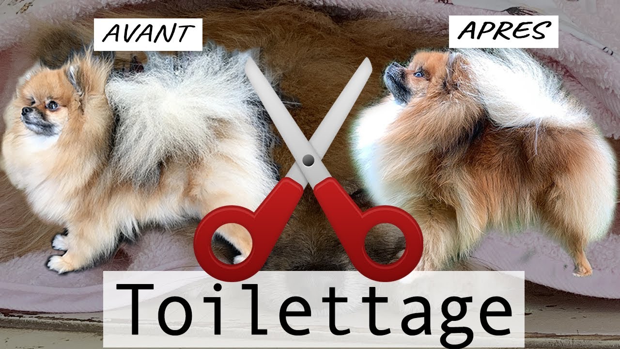 TOILETTAGE DE MISSY ✂️ ✨🐕  |  PETIT SPITZ ALLEMAND POMERANIAN