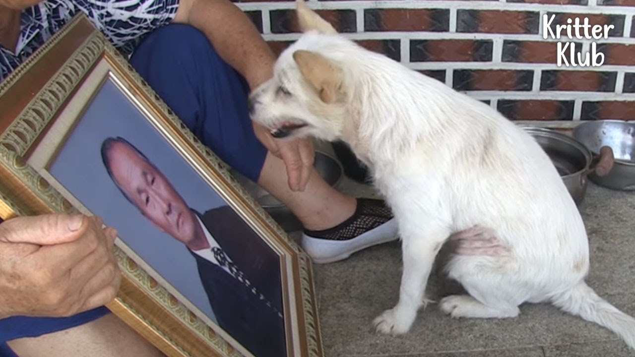 Собака все еще не может забыть воспоминания, которые у нее были со своим спасителем | Криттер Клуб