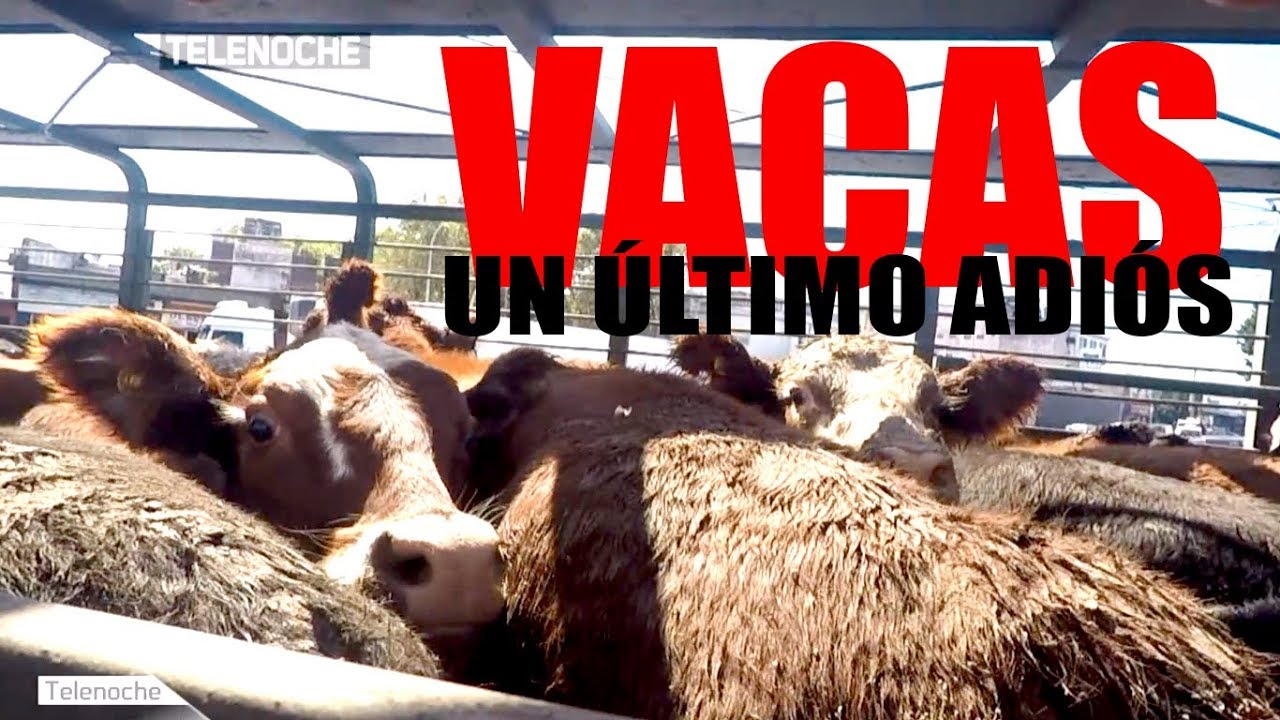 ¡VACAS! Un último adiós antes de ir al matadero