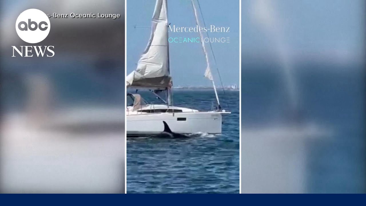'Oh my God!': Orcas attack, sink another boat