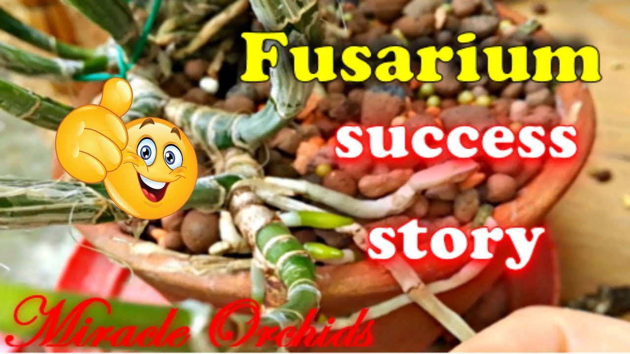 How fungicides worked?? Success story | Update on some fusarium wilt infected orchids