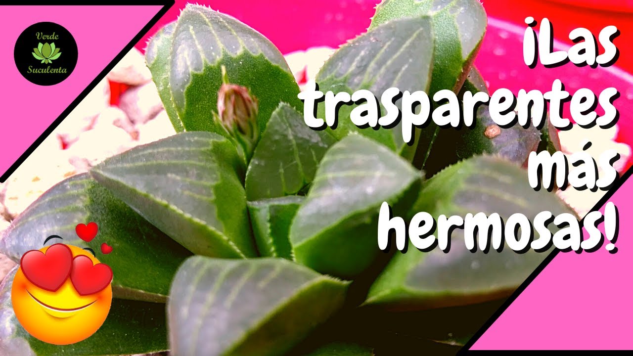 Cuidados y consejos para cuidar tus Haworthias.