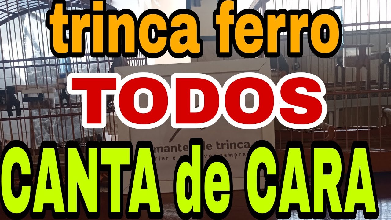 TRINCA FERRO como cantar de cara