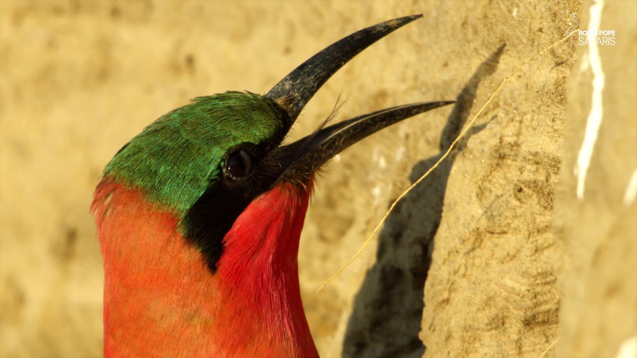 Safari Diaries: Carmine Carnival of Colour