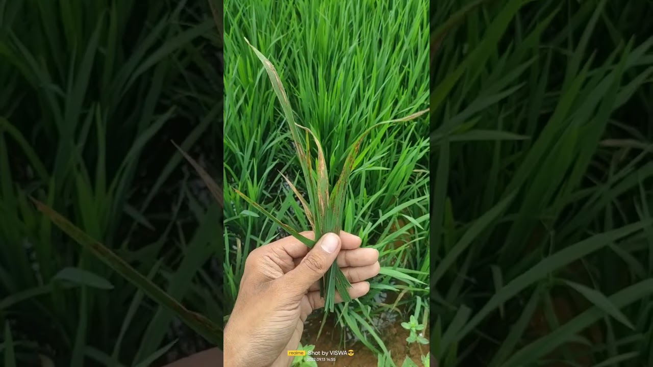 Blast disease in Paddy field
