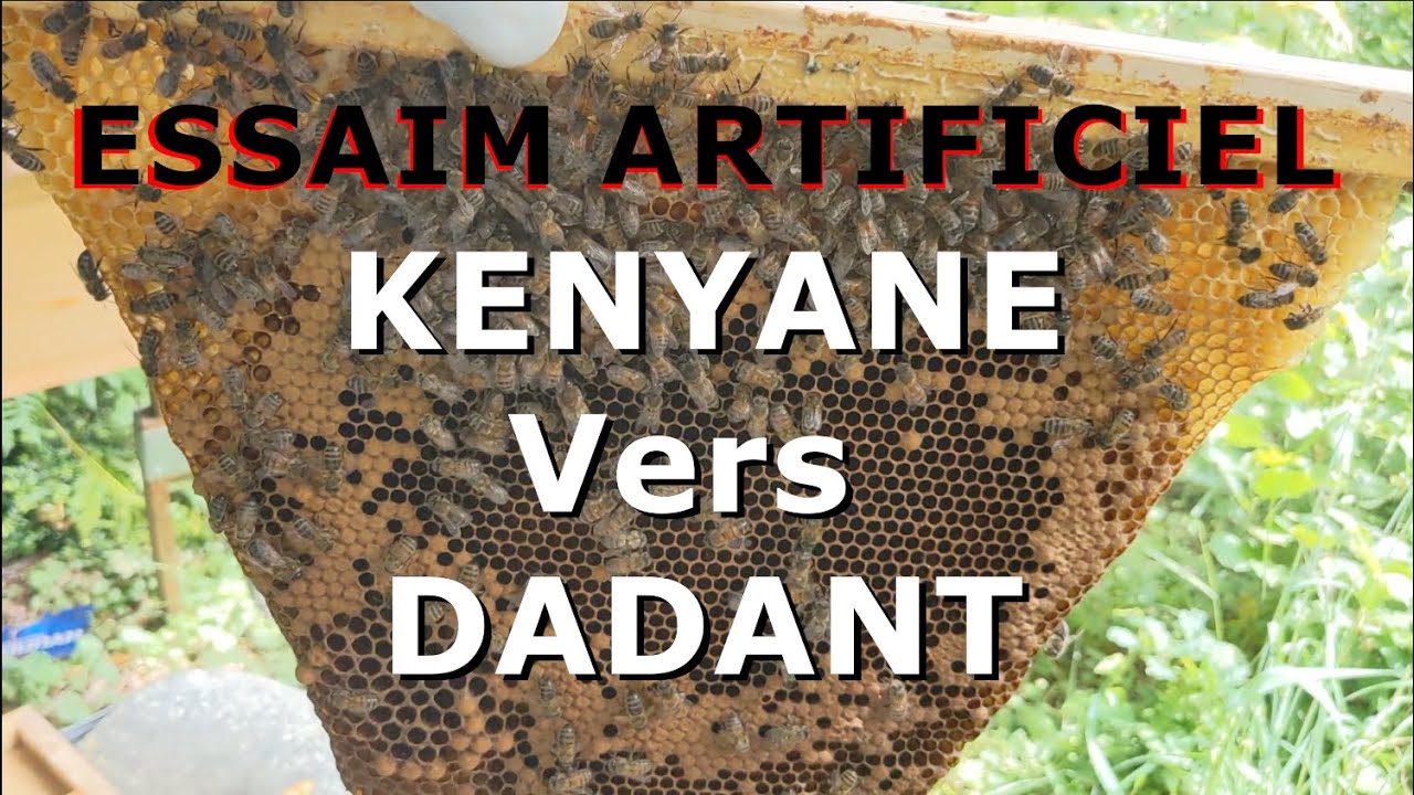 ESSAIM Artificiel - Format RUCHE KENYANE vers DADANT