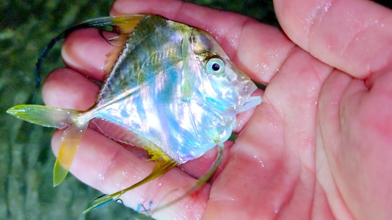 Bắt được ốc móng tay, tôm tích vàng, bạch tuộc, gặp cá bè lão và chim choi choi khi triều xuống