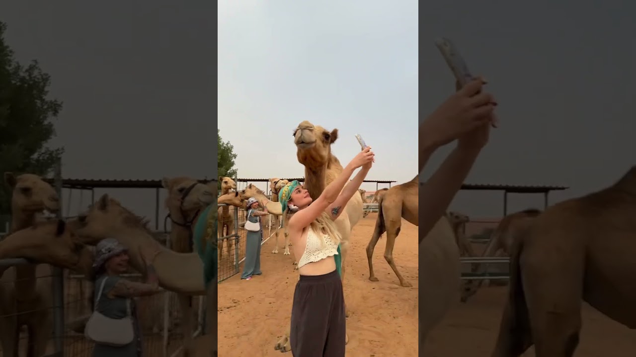 Desert Safari Camel Farm. #dubai #camel #dubailife #exploredubai #visitdubai