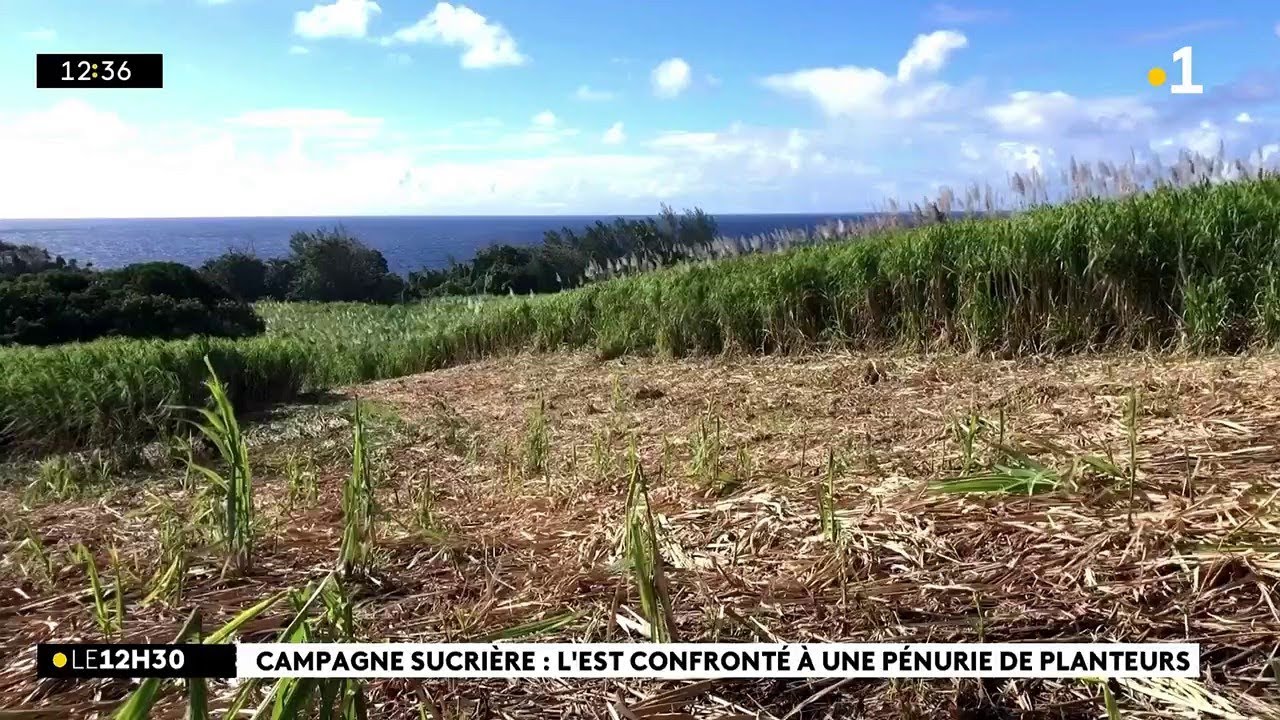 En ce début de campagne sucrière, la main d’œuvre est difficile à trouver