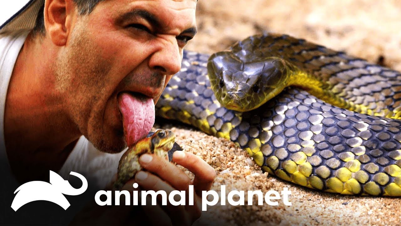 5 animais venenosos encontrados na Austr&aacute;lia | Perdido na Austr&aacute;lia | Animal Planet Brasil