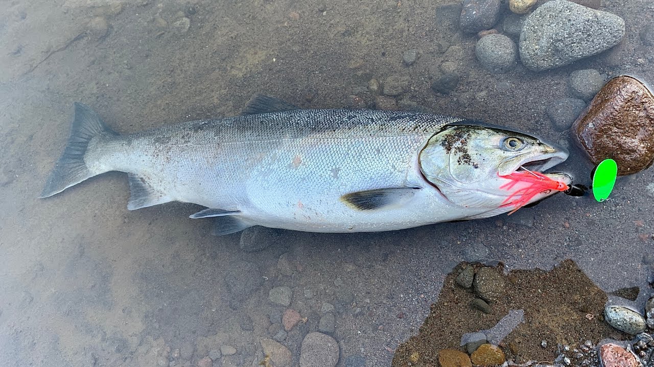 Ловля яркого лосося кижуча с берега с помощью блесны и приманок Angling Addict Fishing Co.