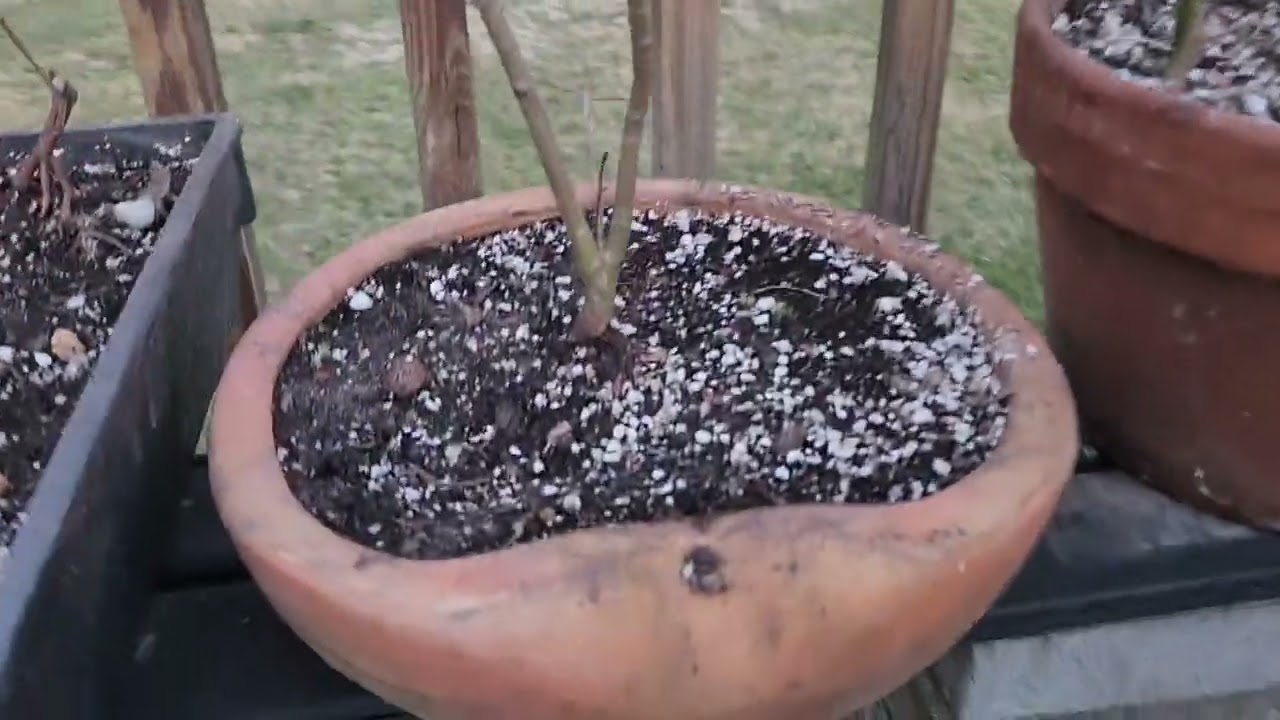 Bonsai Bench Tour - Spring Layout