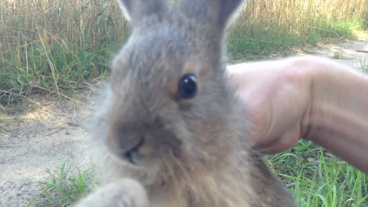 🐇 Brief tutorial on catching a rabbit