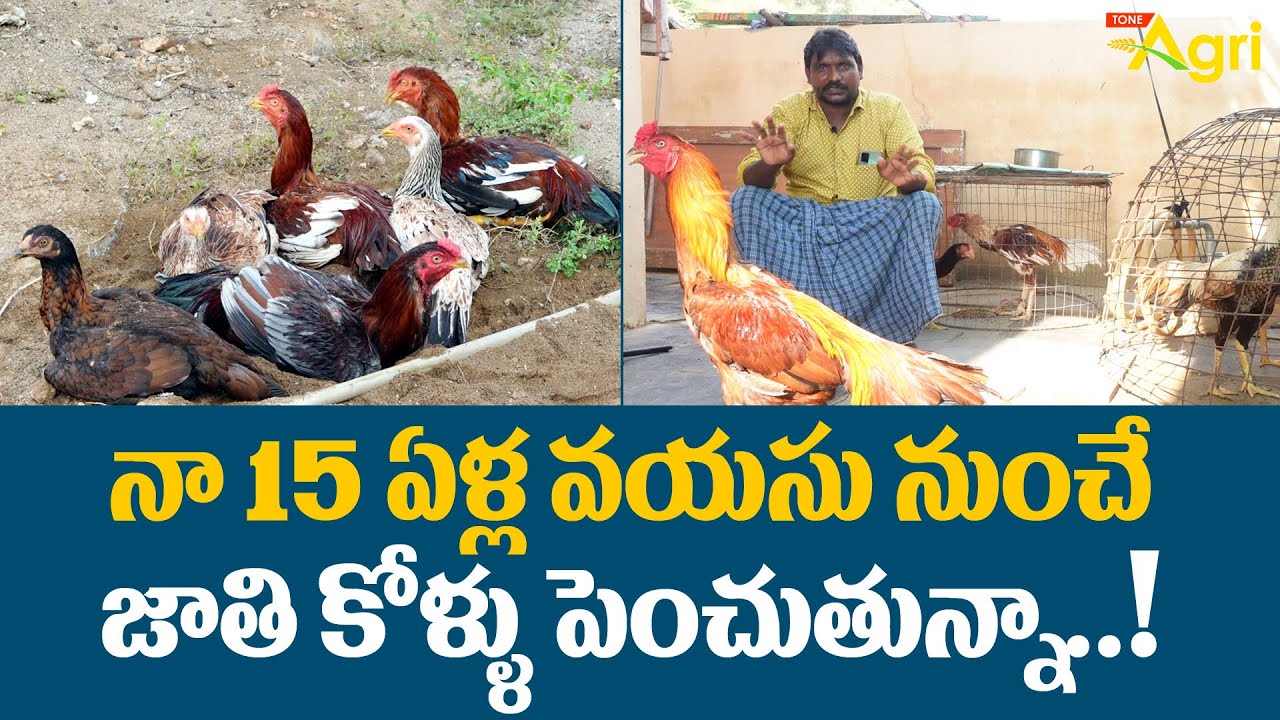 Jathi Kollu Farming | నా 15 ఏళ్ల వయసు నుంచే జాతి కోళ్ళు పెంచుతున్నా..!! Tone Agri